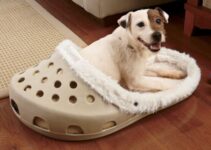 Things to Know Before Choosing a Dog Bed