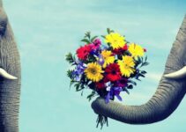 Know About Flower Gifting Culture Across The World
