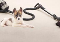 What to consider when choosing the right vacuum cleaner for dog hair