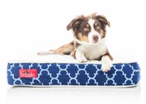 Best Orthopedic Dog Beds for Canine Arthritis Review & Buying Guide