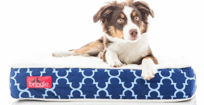 Best Orthopedic Dog Beds for Canine Arthritis Review & Buying Guide