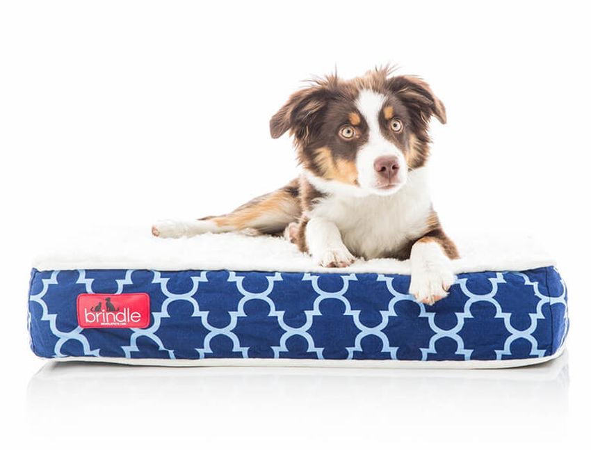 Picture of Best Orthopedic Dog Beds for Canine Arthritis Review & Buying Guide