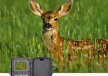 Top Deer Hunting Trail Camera Buying Guide for Scouting Wildlife