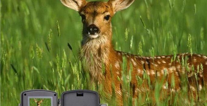 Top Deer Hunting Trail Camera Buying Guide for Scouting Wildlife