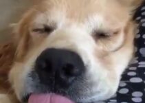 All I Need – Funny Dogs (Video)