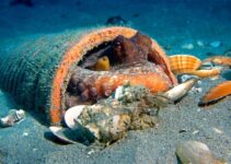 Why is Octopus So Extraordinary?