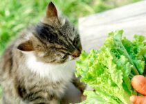 Can I Feed My Feline Vegan Plant-Based Cat Food?