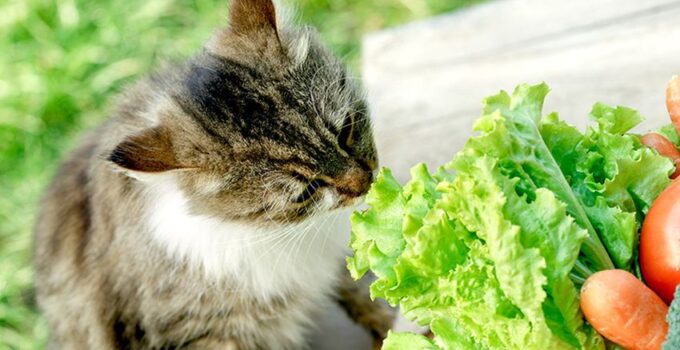 Can I Feed My Feline Vegan Plant-Based Cat Food?