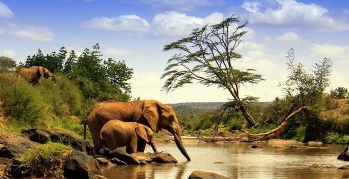 Top 5 Safari Parks in Kenya