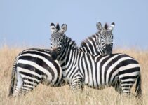 The 5 Best Things to Do on a Masai Mara Safari Holiday