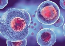 5 Myths About Stem Cells Debunked