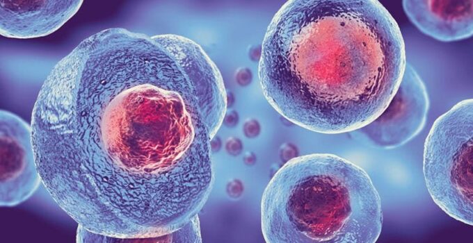 5 Myths About Stem Cells Debunked