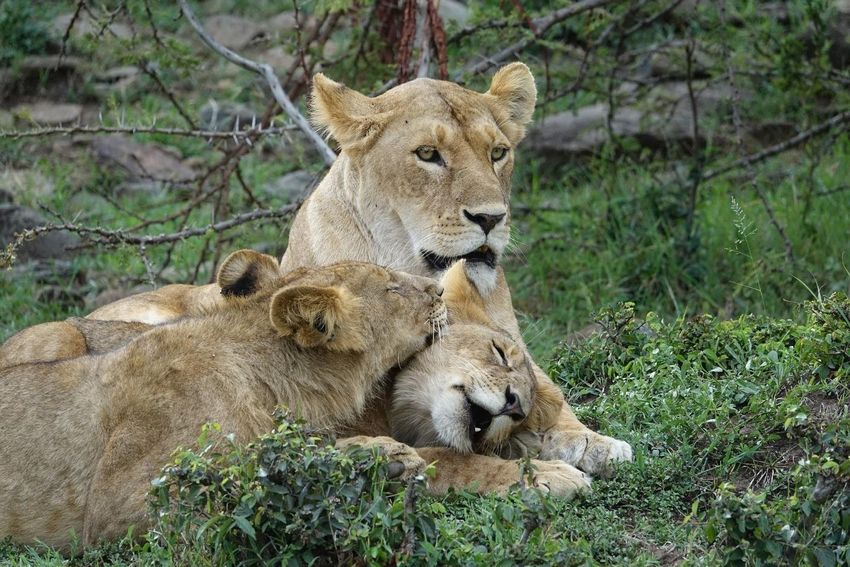  A pride of Lion in Masai Mara National Reserve