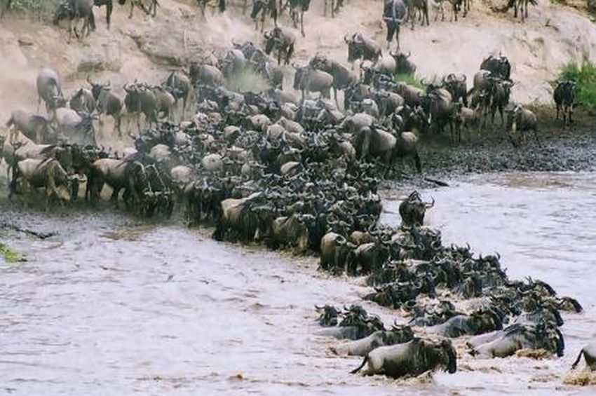 Wildebeest migration in Masai Mara