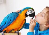 6 Best Kid Friendly Pet Birds