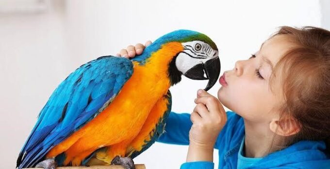 6 Best Kid Friendly Pet Birds