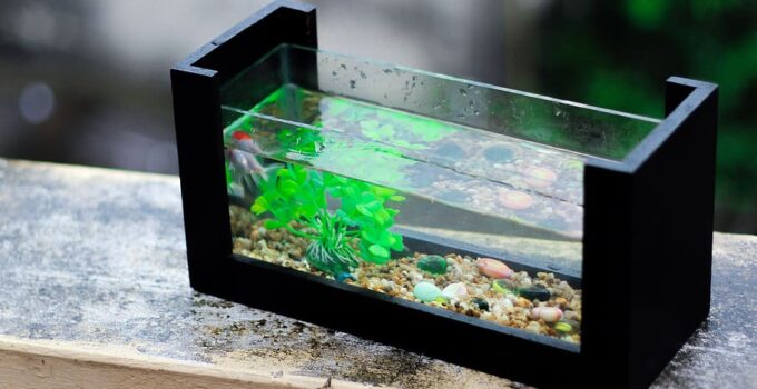 How to Make a 10-Gallon Fish Tank – 2024 DIY Guide