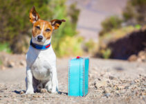 7 Must-Have Accessories When Traveling With Your Pet – 2024 Guide