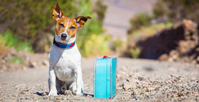 7 Must-Have Accessories When Traveling With Your Pet – 2024 Guide