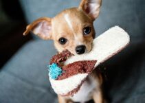 8 Dog Breeds That Are Notoriously Difficult To Manage