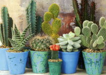5 Health Benefits of Having Cacti & Succulents In Your Home – 2024 Guide