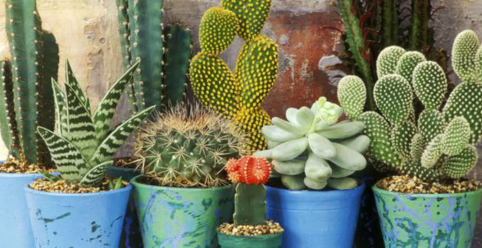 5 Health Benefits of Having Cacti & Succulents In Your Home – 2024 Guide