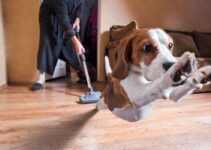 How Often Should Dog Owners Vacuum? – 2024 Guide