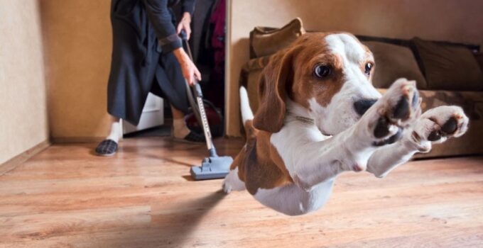 How Often Should Dog Owners Vacuum? – 2024 Guide