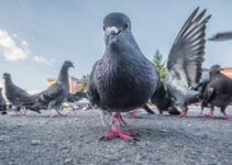 Pigeon Problem: What Are The Solutions In 2024
