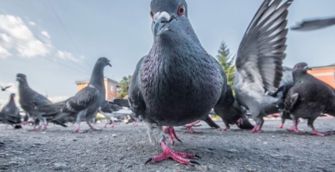 Pigeon Problem: What Are The Solutions In 2024