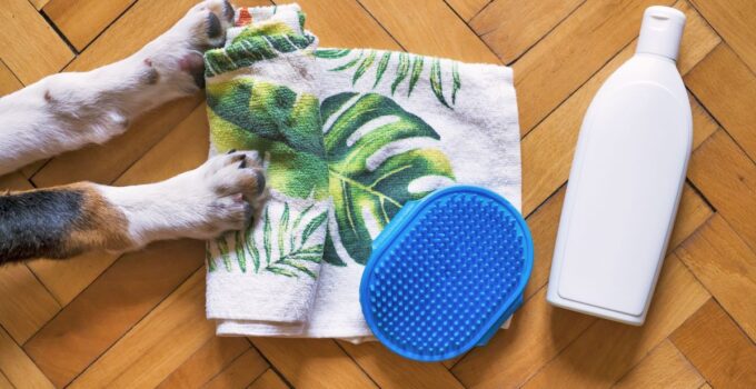 8 At-Home Dog Grooming Kits You Should Have – 2024 Guide