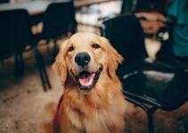 9 Items to Buy When you Get Your First Dog – 2024 Guide