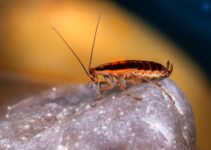 8 Steps For Starting A Dubia Roach Colony