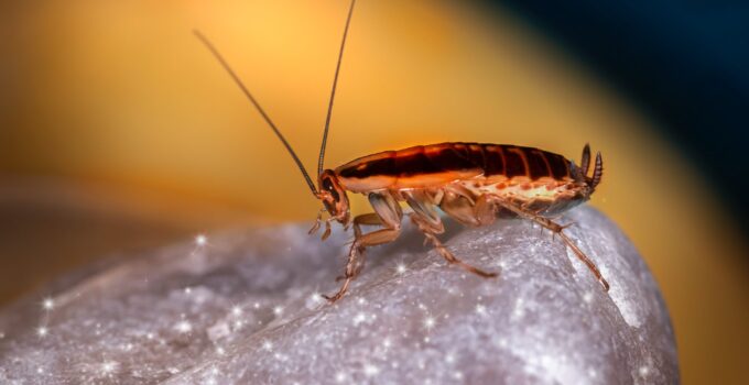 8 Steps For Starting A Dubia Roach Colony