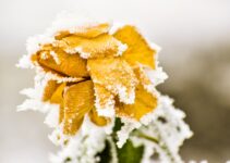 Caring Tips for Flowers in Winters