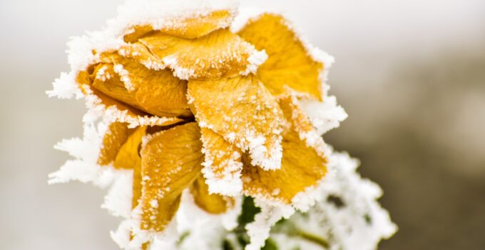 Caring Tips for Flowers in Winters