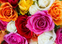 Tips For Sending Flowers Abroad For The First Time