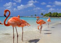 20 Things To Know Before Going To Aruba