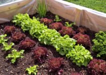 How to Grow a Thriving Garden: Tips for Year-round Growing
