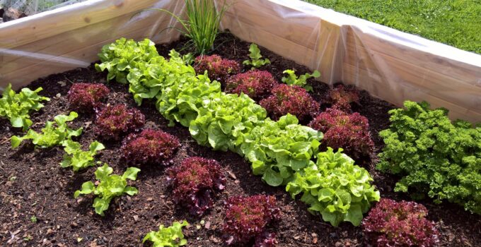 How to Grow a Thriving Garden: Tips for Year-round Growing