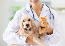 Pet Insurance: Why It’s Worth It