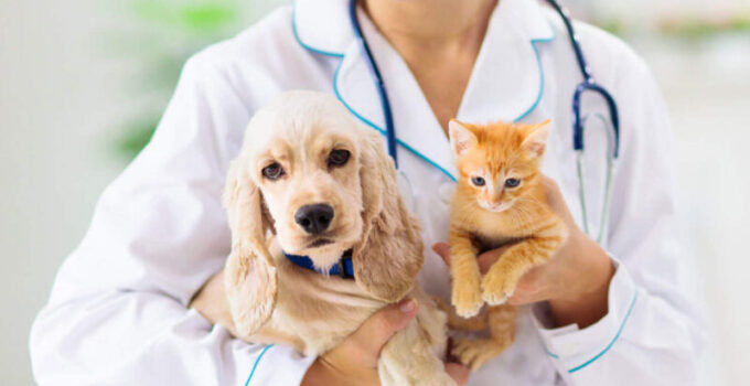 Pet Insurance: Why It’s Worth It