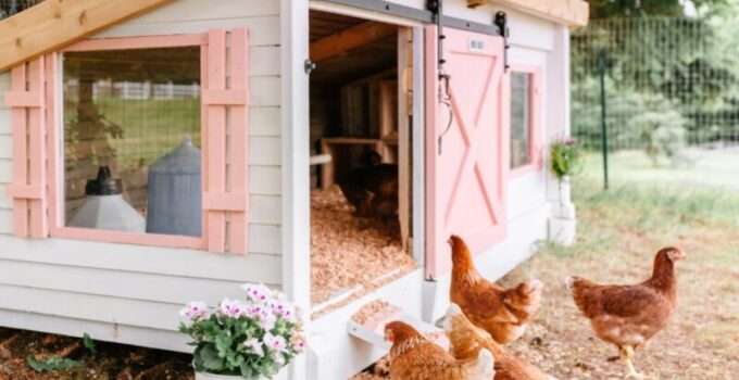 How Big Should A Chicken Coop Be?