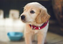 Where To Buy A Labrador Puppy