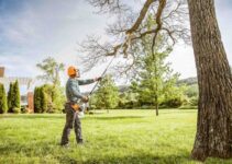 How Do You Trim A Tree To Keep It Healthy – 2024 Guide? 