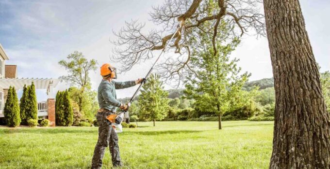 How Do You Trim A Tree To Keep It Healthy – 2024 Guide? 