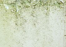 How to Prevent and Control Mold in Your Home