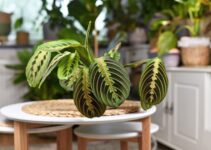 5 Best Prayer Plants to Light Up Your House