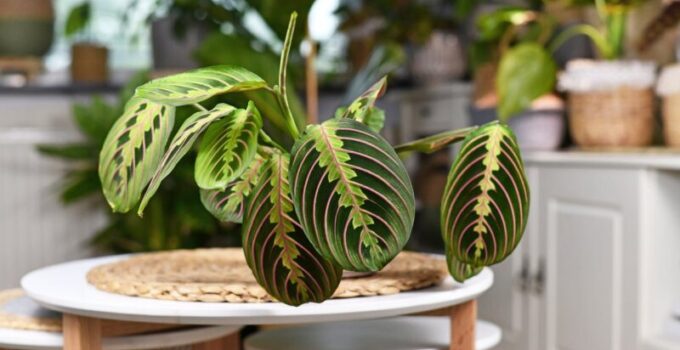 5 Best Prayer Plants to Light Up Your House