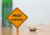 Pest Control Tips: How to Mouse-Proof a House In 5 Easy Steps?